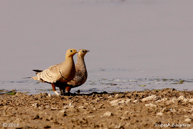 Sandgrouse